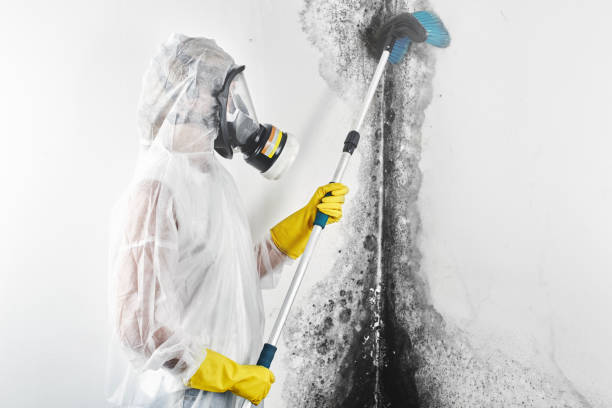 Mold Odor Removal Services in Slayton, MN