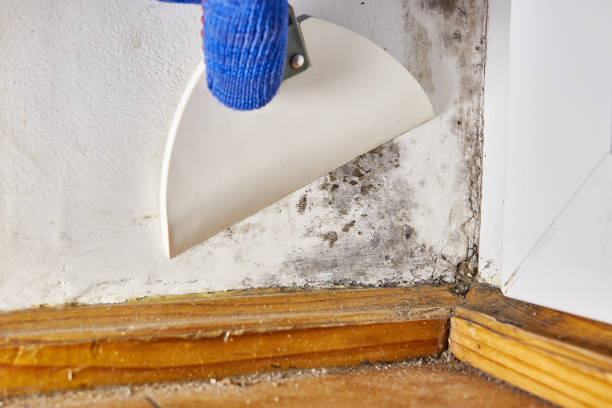Best Water Damage & Mold Remediation  in Slayton, MN